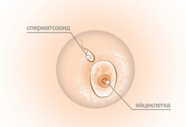 1 неделя беременности