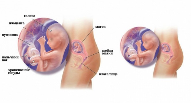 Развитие плода на 15 неделе беременности