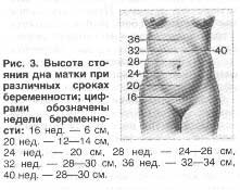 Размеры матки по неделям беременности