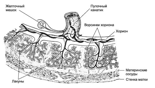 Строение плаценты