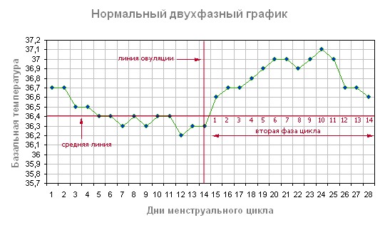 график менструального цикла