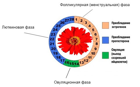 фазы менструального цикла по дням