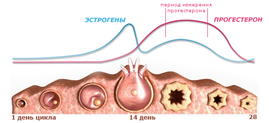 гормоны цикла