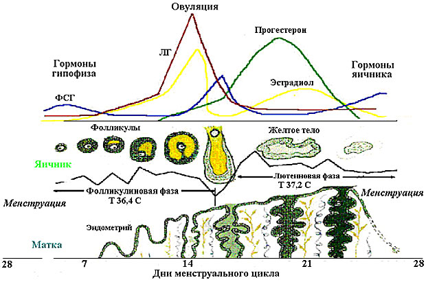 женские гормоны