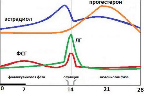 график повышенного ЛГ