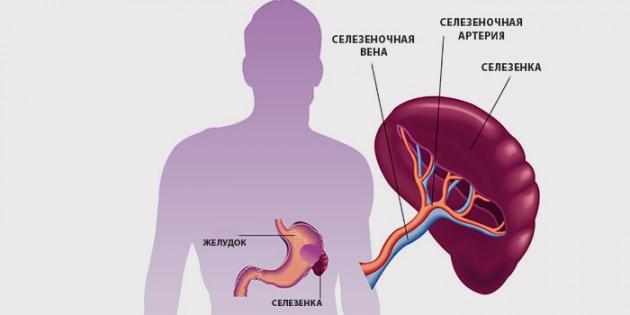 Селезенка во время беременности