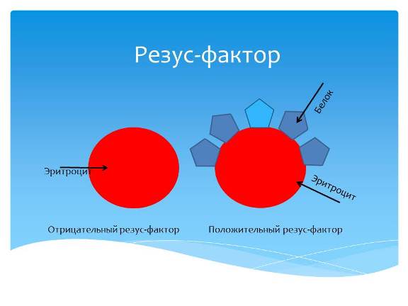 резус-фактор