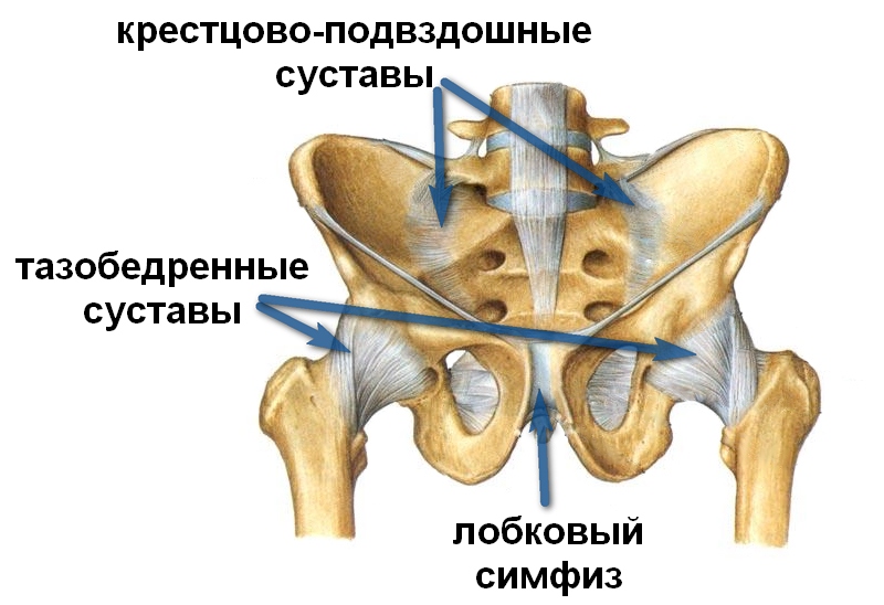 строение таза