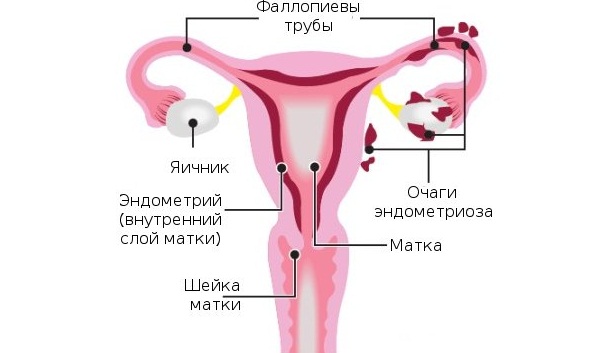 женская половая система