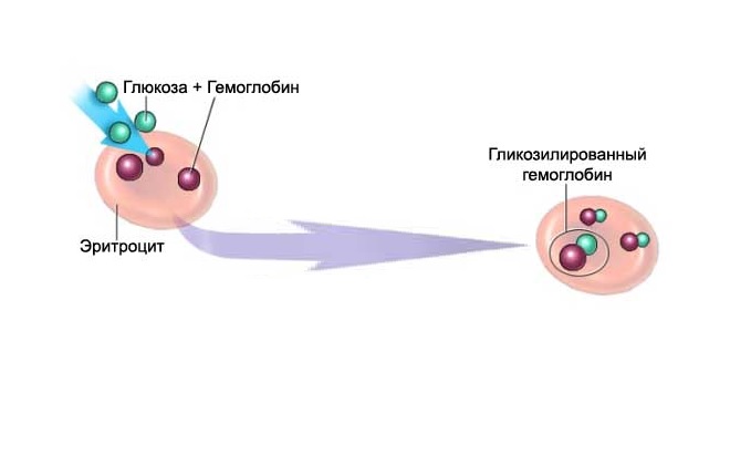 что такое гликозилированный гемоглобин