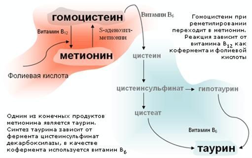 что такое гомоцистеин схема