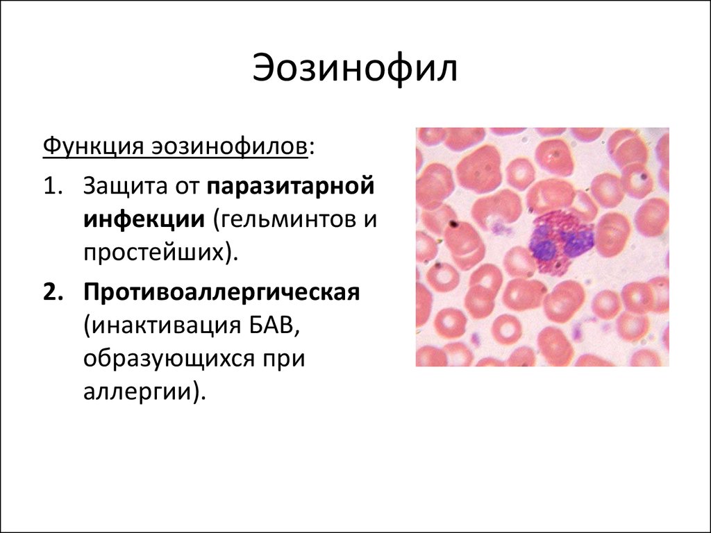 функции эозинофилов у беременной