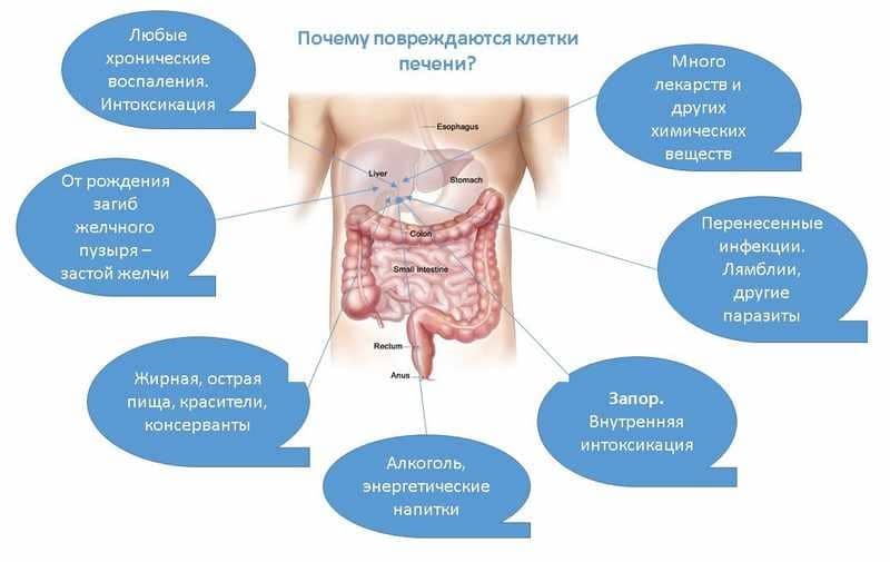 почему повреждается печень