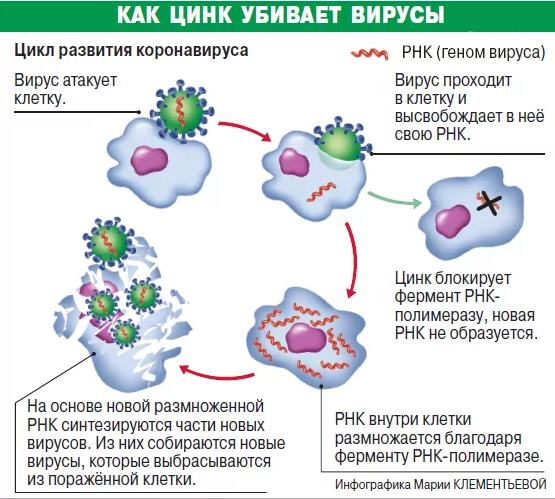 как цинк защищает клетки от ковид-19