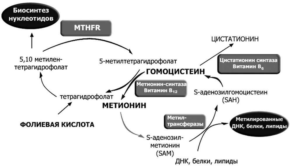 схема фолатного циклв