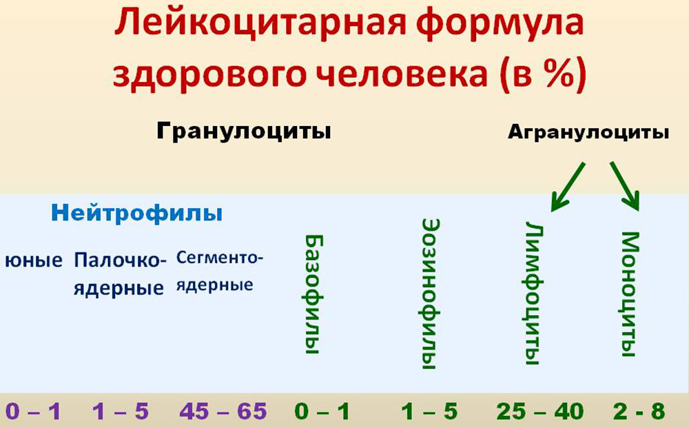 соотношение лейкоцитов