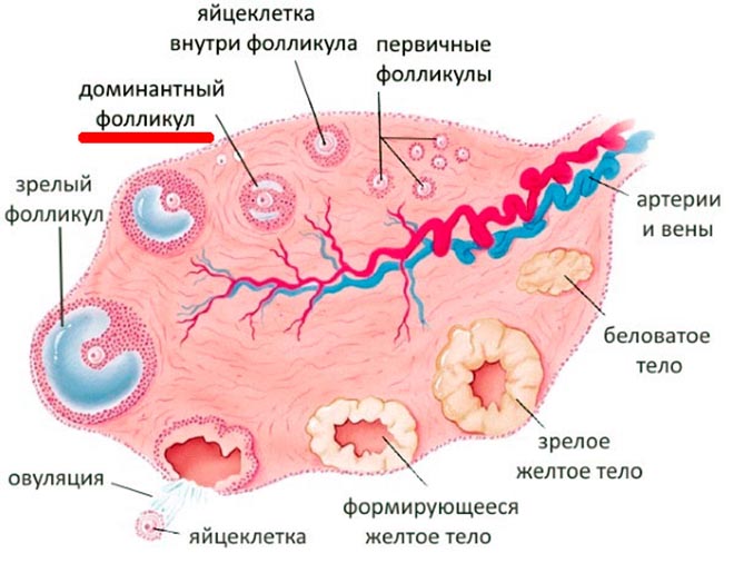 стадии роста фолликула