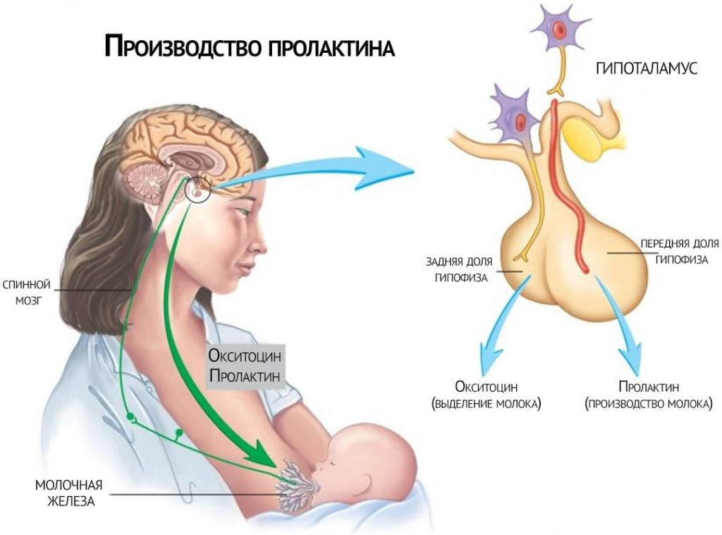 выработка пролактина