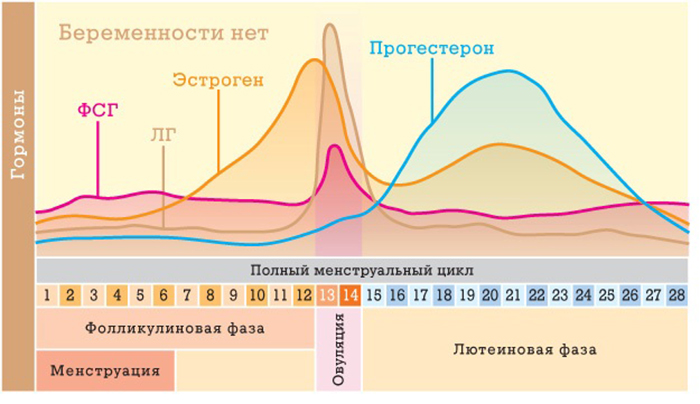 фазы мц 3