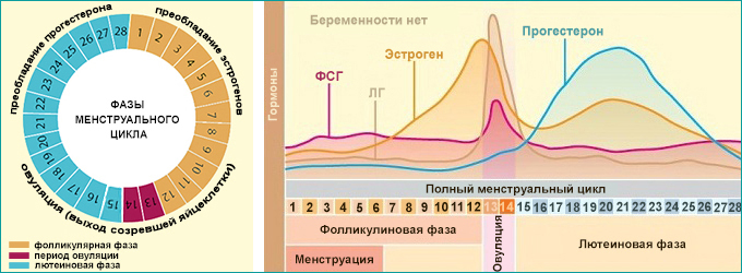 лютеиновая фаза мц